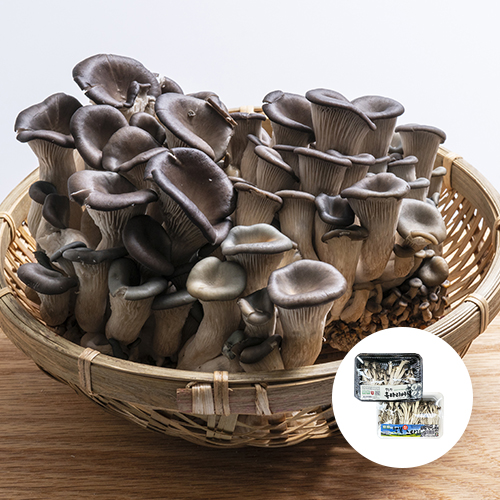 [국내산] 느타리버섯 1팩