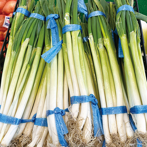 [국내산] 대파 1단 