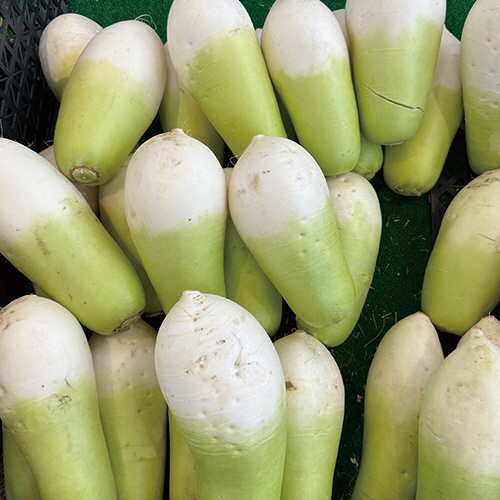 [국내산] 월동무 1개