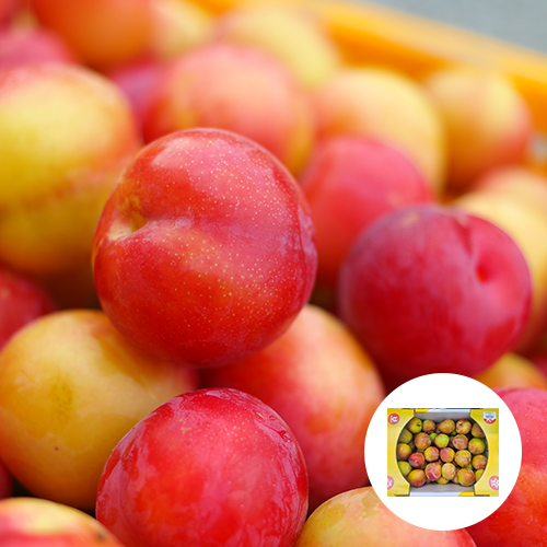 [국내산] 자두 5kg